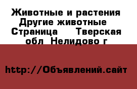 Животные и растения Другие животные - Страница 3 . Тверская обл.,Нелидово г.